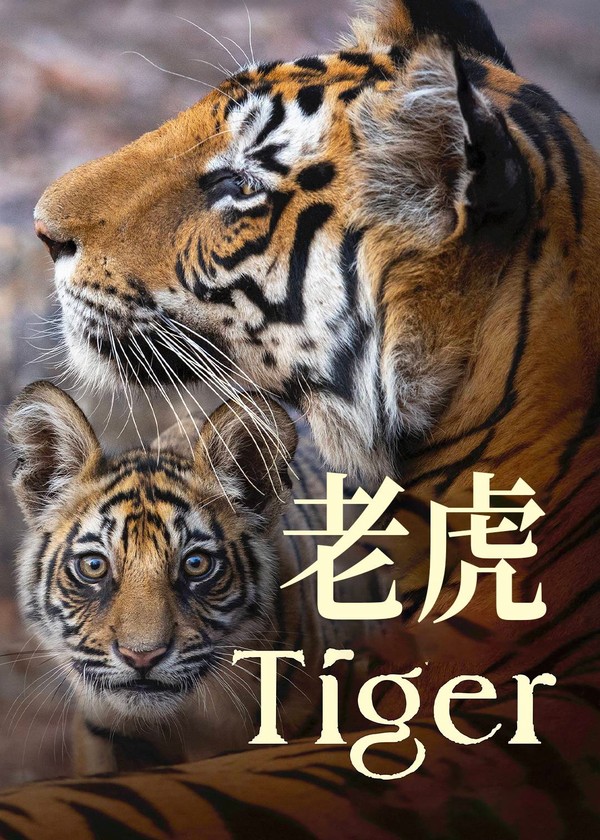 老虎}