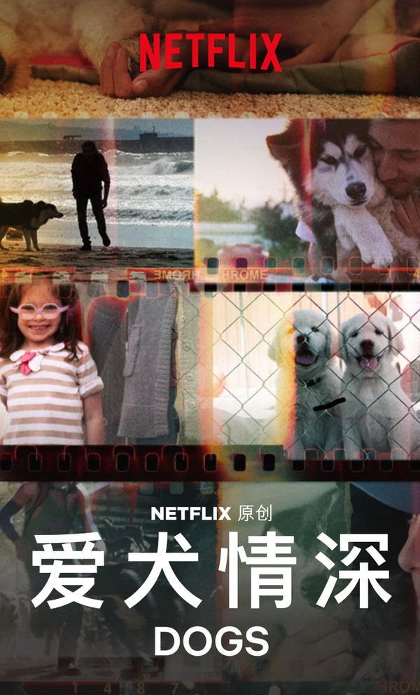 爱犬情深第二季}