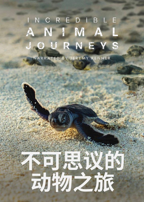 生灵奇旅}