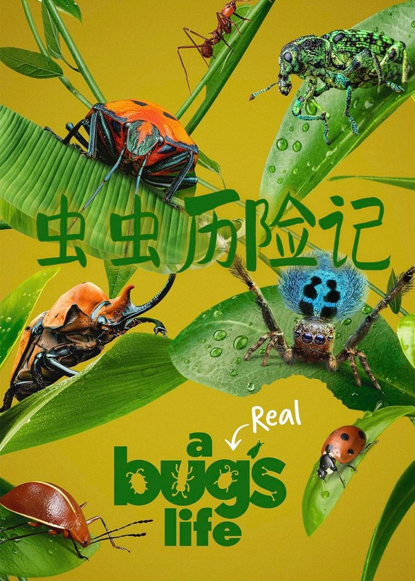 虫虫历险记}