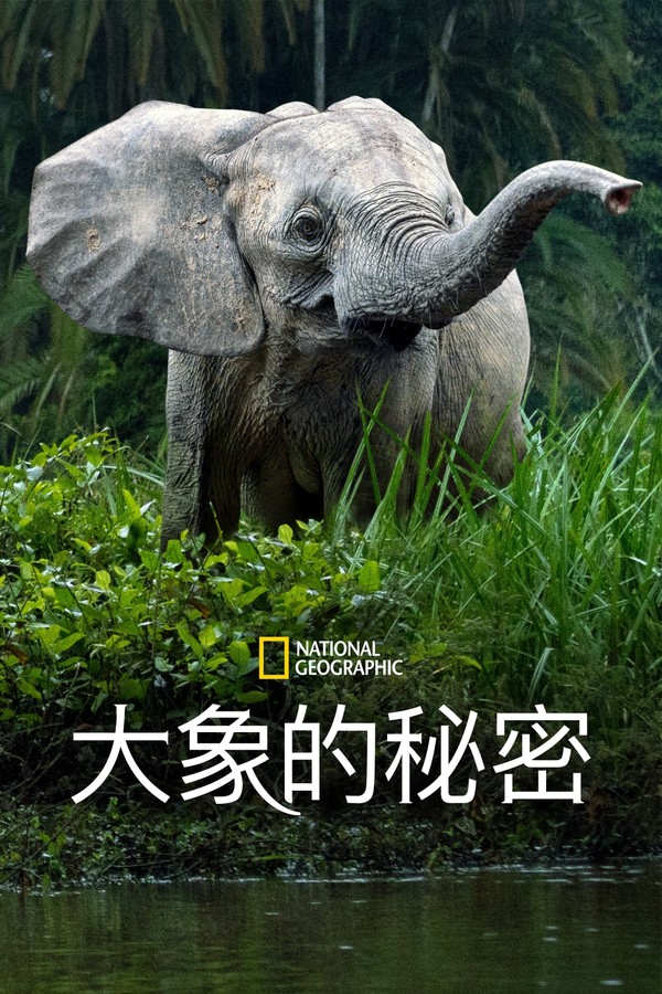 大象的秘密}